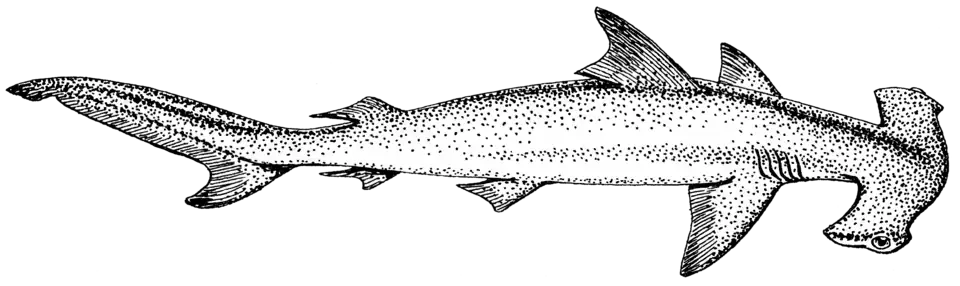 Pro žraloky je typická heterocerkní ocasní ploutev a dvě hřbetní ploutve.