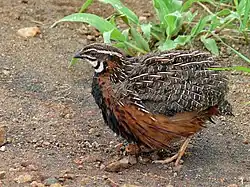 alternativní popis obrázku chybí