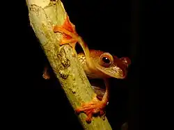 Létavka pardálí (záběr na předek těla) na šikmo umístěné větvi s viditelnou létací blánou; v pozadí tma