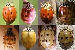 Variabilní zbarvení dospělců