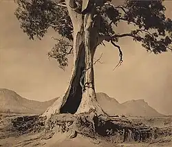 Harold Cazneaux: Strom na Wilpena ve Flinders Ranges v jižní Austrálii. Strom stále stojí a je znám jako Cazneaův strom, 1937