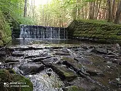 Hartský potok v lese