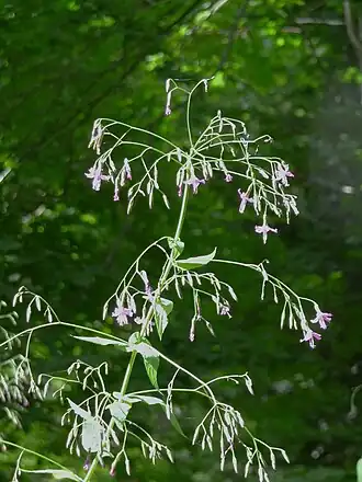 alternativní popis obrázku chybí