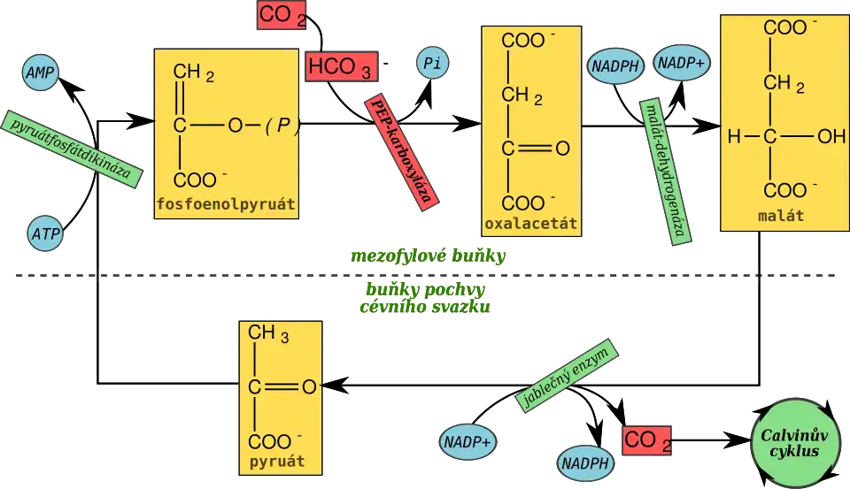 Schéma Hatchova–Slackova cyklu