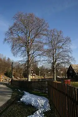 Heřmanické červené buky