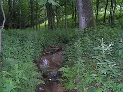 Heřmanický potok na horním toku