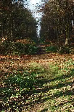 Cesta na pohřebiště Heath Wood