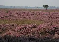 Dwingelderveld Národní park