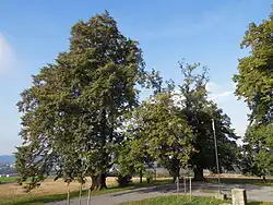 Památné Helštýnské lípy