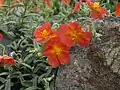 Devaterník Helianthemum cv. 'Firedragon'