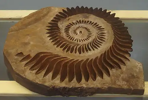 Helicoprion (Eugeneodontiformes): zubní spirála