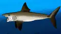 Paryba Helicoprion