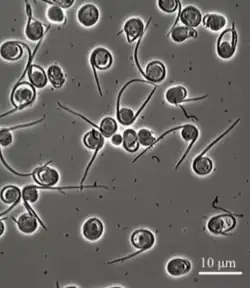 popis obrázku chybí