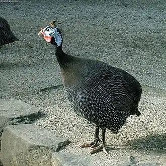 alternativní popis obrázku chybí