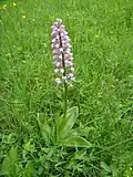 Vstavač vojenský (Orchis militaris)