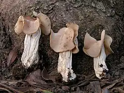 Chřapáč kadeřavý (Helvella crispa)
