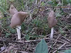 Chřapáč pružný (Helvella elastica)