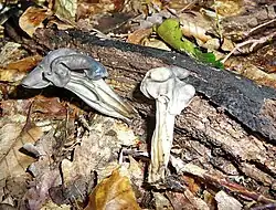 Chřapáč jamkatý (Helvella lacunosa)