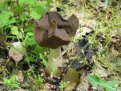 Chřapáč bělonohý (Helvella leucopus)