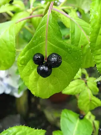 alternativní popis obrázku chybí