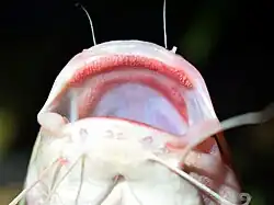 Pohled zespodu do otevřených úst sumíčka štíhlého (Hemibagrus nemurus), kde jsou vidět dva pásy zubů: premaxilární a vomero-palatinální