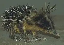 Bodlín (Hemicentetes semispinosus)