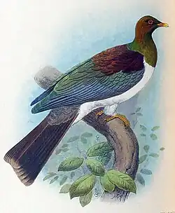 Subsp. spadicea (Henrik Gronvold, někdy mezi 1910–1928)