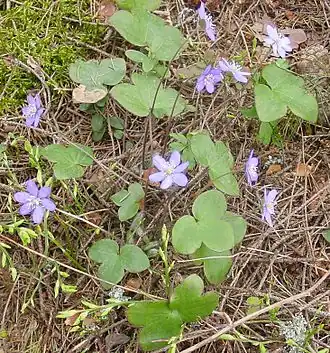 alternativní popis obrázku chybí