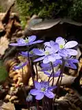 Jaterník podléška (Hepatica nobilis)