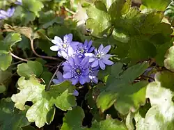 detailní záběr na rostlinu