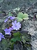 Jaterník sedmihradský (Hepatica transsilvanica)[8]