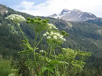 alternativní popis obrázku chybí