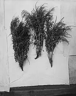 Příprava rostlin do herbáře