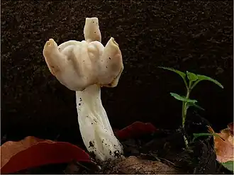 alternativní popis obrázku chybí