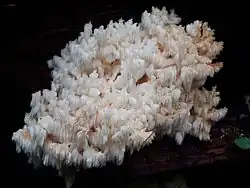Hericium abietis