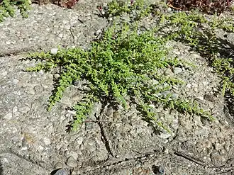 Rozrůstající se průtržník chlupatý