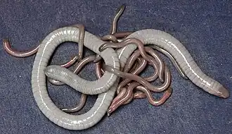 alternativní popis obrázku chybí