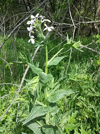 popis obrázku chybí