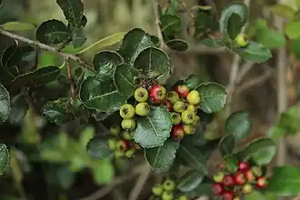 alternativní popis obrázku chybí