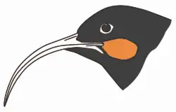 Jednoduchá kresba hlavy samice. Vynikají lícní laloky a dlouhý zahnutý zobák.