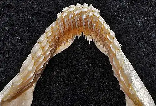 Dolní pohled na vnitřní plochu horní čelisti různozubce.