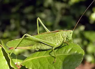 alternativní popis obrázku chybí