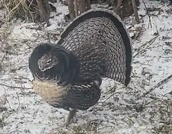 Kohout má velký tmavý krční límec a tmavý lem při konci rýdovacích per