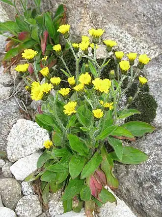 alternativní popis obrázku chybí