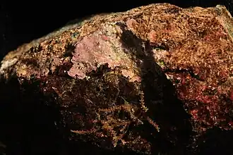 Hildenbrandia (podtřída Hildenbrandiophycidae, řád Hildenbrandiales)