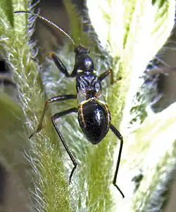 Nymfa lovčice mravenčí (Himacerus mirmicoides), dospělci již maskování za mravence ztrácejí. Jsou to dravé ploštice napadající především mšice.