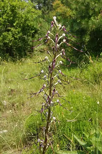 alternativní popis obrázku chybí