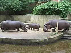 Slávek s Maruškou a Válečkem v původním výběhu v dolní záplavové části zoo (dnes výběh mravenečníků)