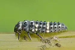 Larva