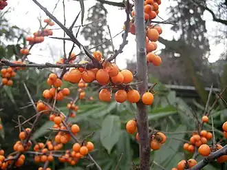 alternativní popis obrázku chybí